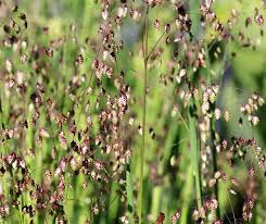 Attēlu rezultāti vaicājumam “Briza media”