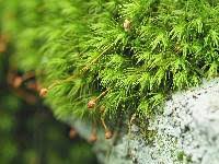 Attēlu rezultāti vaicājumam “Bartramia pomiformis”