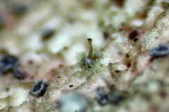 Attēlu rezultāti vaicājumam “Melanospora lagenaria”