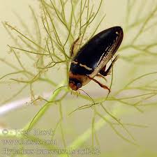 Attēlu rezultāti vaicājumam “Hydaticus transversalis”