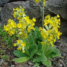 Image result for Schlüsselblumen