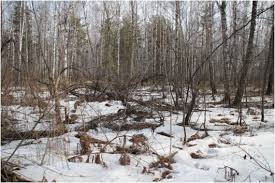 Attēlu rezultāti vaicājumam “Lamproderma pseudomaculatum stalked”