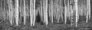 Image result for Ansel Adams Aspens New Mexico