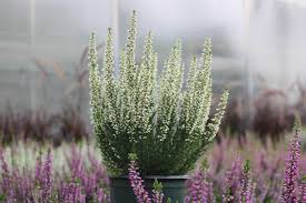 Attēlu rezultāti vaicājumam “Calluna vulgaris bud”