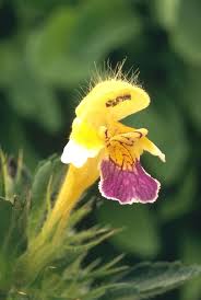 Attēlu rezultāti vaicājumam “Galeopsis speciosa flower”