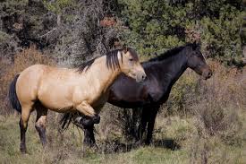 Attēlu rezultāti vaicājumam “Equus ferus caballus”