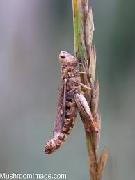 Attēlu rezultāti vaicājumam “Entomophaga grylli”