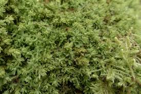 Attēlu rezultāti vaicājumam “Encalypta streptocarpa”