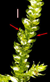 Attēlu rezultāti vaicājumam “Pseudocalliergon turgescens”