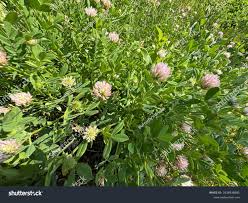 Attēlu rezultāti vaicājumam “Trifolium fragiferum”