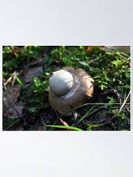 Attēlu rezultāti vaicājumam “Geastrum fimbriatum”