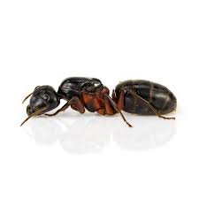 Attēlu rezultāti vaicājumam “Camponotus herculeanus”