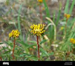 Attēlu rezultāti vaicājumam “Sedum aizoon fruit”