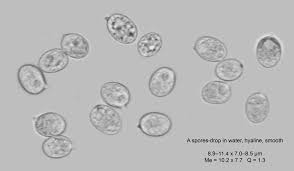 Attēlu rezultāti vaicājumam “Radulomyces confluens”