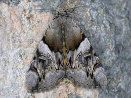 Attēlu rezultāti vaicājumam “Catocala fulminea”