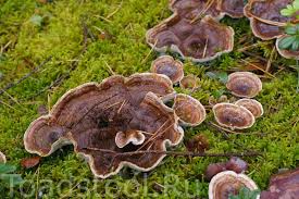 Attēlu rezultāti vaicājumam “Phellodon tomentosus”