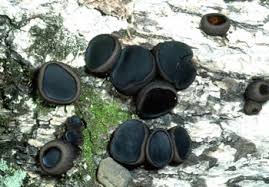 Attēlu rezultāti vaicājumam “Bulgaria inquinans”