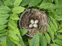 Attēlu rezultāti vaicājumam “Muscicapa striata nest”