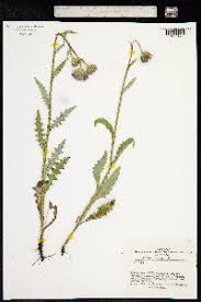 Attēlu rezultāti vaicājumam “Carduus crispus”