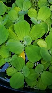 Attēlu rezultāti vaicājumam “Pistia stratiotes”