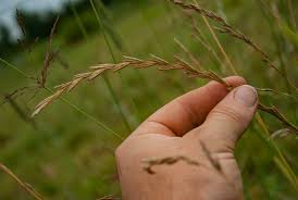 Attēlu rezultāti vaicājumam “Elytrigia repens leaf”
