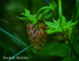 Attēlu rezultāti vaicājumam “Fragaria viridis leaf”