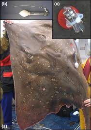 Image result for Dipturus batis