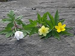 Attēlu rezultāti vaicājumam “Anemone ranunculoides bud”