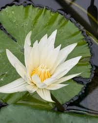 「シア・ハス」の画像検索結果