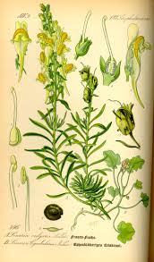 Image result for Linaria vulgaris