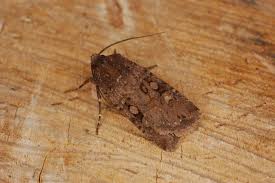 Attēlu rezultāti vaicājumam “Euxoa nigricans”