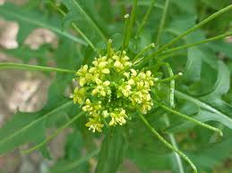 Attēlu rezultāti vaicājumam “Sisymbrium volgense flower”