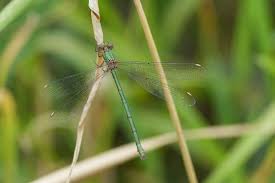 Attēlu rezultāti vaicājumam “Chalcolestes viridis”