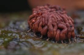 Attēlu rezultāti vaicājumam “Arcyria stipata spores”