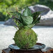 Attēlu rezultāti vaicājumam “Badhamia nitens macro”