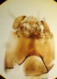 Attēlu rezultāti vaicājumam “Tanytarsus”