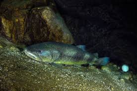 Image result for Salmo marmoratus