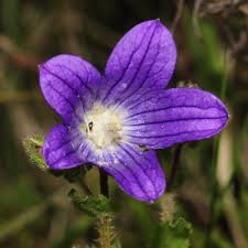 Image result for Campanula strigosa