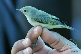 Image result for Phylloscopus orientalis