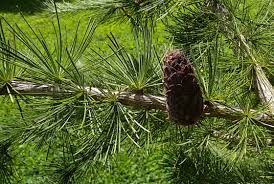 Attēlu rezultāti vaicājumam “Larix kaempferi leaf”