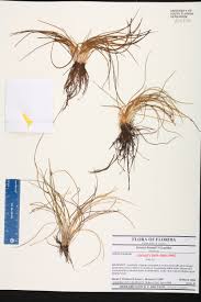 Attēlu rezultāti vaicājumam “Isoetaceae”