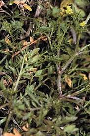 Attēlu rezultāti vaicājumam “Rorippa sylvestris”