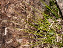 Attēlu rezultāti vaicājumam “Carex caryophyllea”