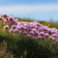 Attēlu rezultāti vaicājumam “Armeria vulgaris flower”