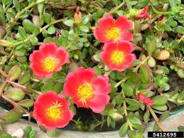Attēlu rezultāti vaicājumam “Portulacaceae”