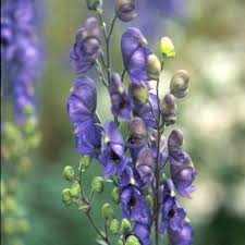 Image result for Aconitum napellus