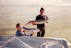 Image result for Acipenser transmontanus