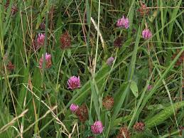 Attēlu rezultāti vaicājumam “Trifolium medium leaf”