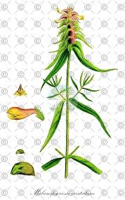 Attēlu rezultāti vaicājumam “Melampyrum cristatum leaf”