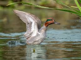 Attēlu rezultāti vaicājumam “Anas crecca male”